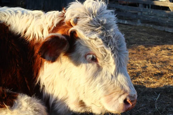 Söta Kalv Fluffiga Små Nötkreatur Jordbruksmark — Stockfoto