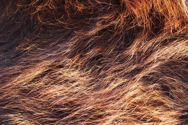 Kahverengi Kırmızı Inek Kürkü — Stok fotoğraf