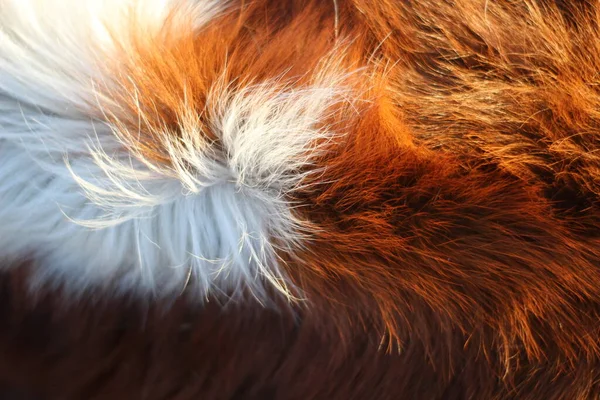 牛の毛のフルフレームの背景 — ストック写真