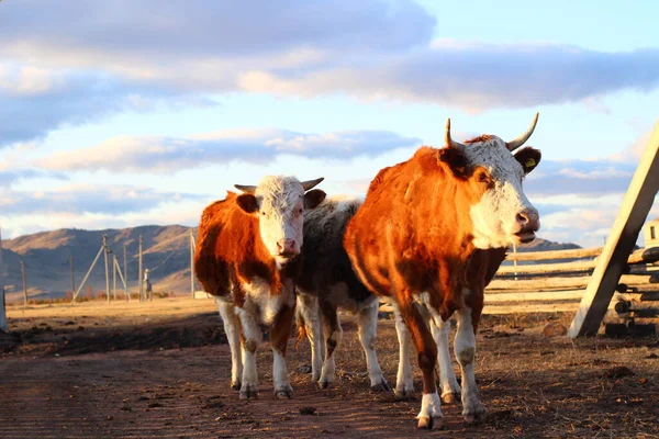 Troupeau Vaches Rentrant Maison Coucher Soleil — Photo