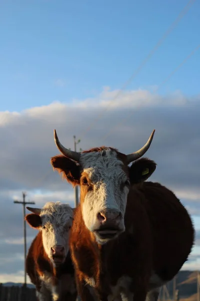 Herd Cows Heading Home Sunset Light — Stock Photo, Image