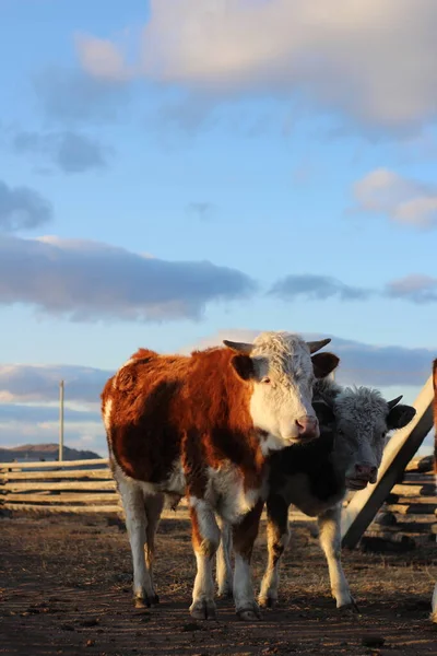 Herd Cows Heading Home Sunset Light — Stock Photo, Image