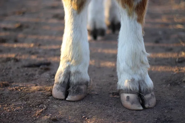 Vaca Patas Ganado Pezuñas Cerca —  Fotos de Stock