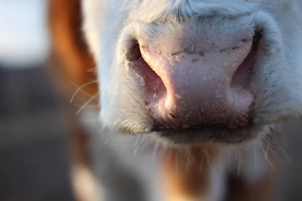 牛ピンクの鼻スノーアップ写真ですふわふわした赤白牛の牛の汗滴 — ストック写真