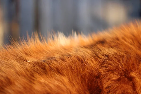 Kızıl Ineğin Kızıl Kürkü Yaklaş — Stok fotoğraf