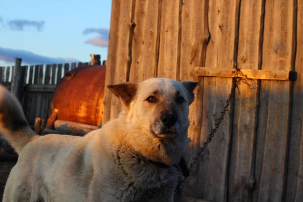 Perro Perro Guardián Con Ojos Marrones Nariz Negra Pelo Blanco —  Fotos de Stock