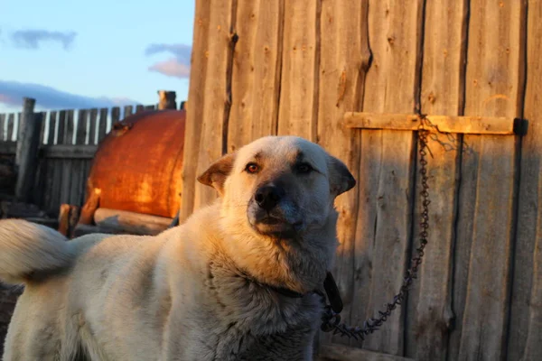 Cão Retrato Cão Guarda Com Olhos Castanhos Nariz Preto Cabelos — Fotografia de Stock