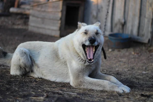 Branco Cão Guarda Amplamente Bocejando Cadeia Trela Guarda Casa — Fotografia de Stock