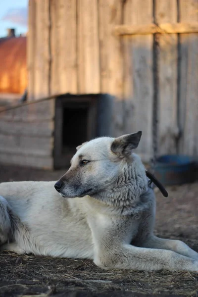 Белый Сторожевой Пёс Поводке — стоковое фото