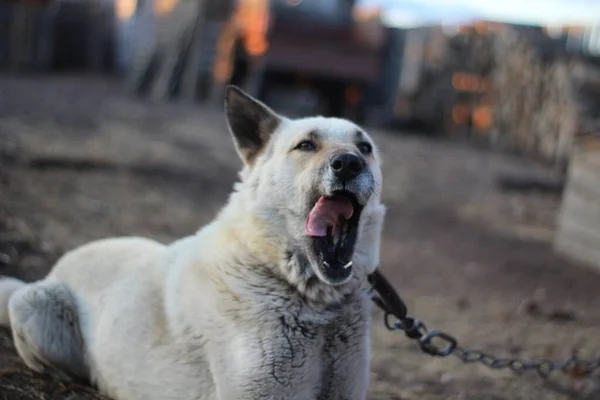 Branco Cão Guarda Amplamente Bocejando Cadeia Trela Guarda Casa — Fotografia de Stock