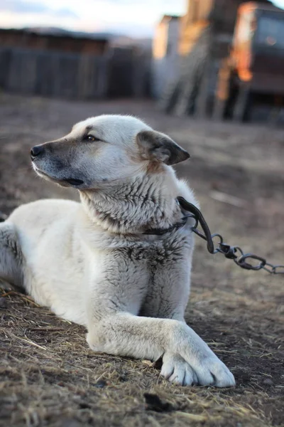 Branco Cão Guarda Cadeia Trela Guarda Casa Deitada Chão — Fotografia de Stock