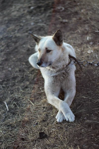 Tasmalı Beyaz Bekçi Köpeği Yerde Yatıyor — Stok fotoğraf