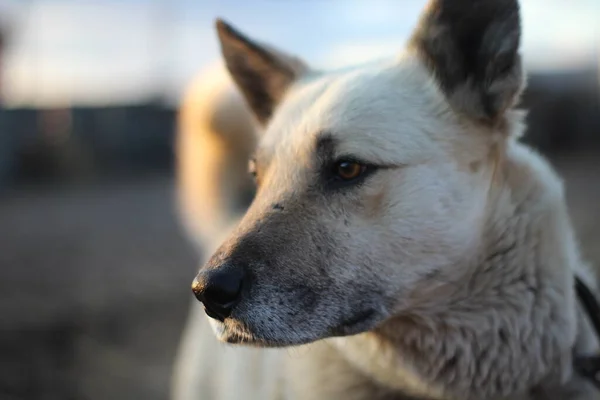 Perro Perro Guardián Con Ojos Marrones Nariz Negra Pelo Blanco —  Fotos de Stock