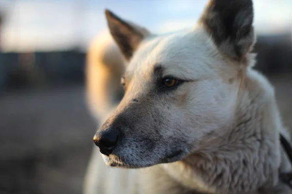 Perro Perro Guardián Con Ojos Marrones Nariz Negra Pelo Blanco — Foto de Stock