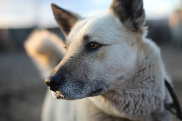 Hondenportret Waakhond Met Bruine Ogen Zwarte Neus Wit Haar — Stockfoto