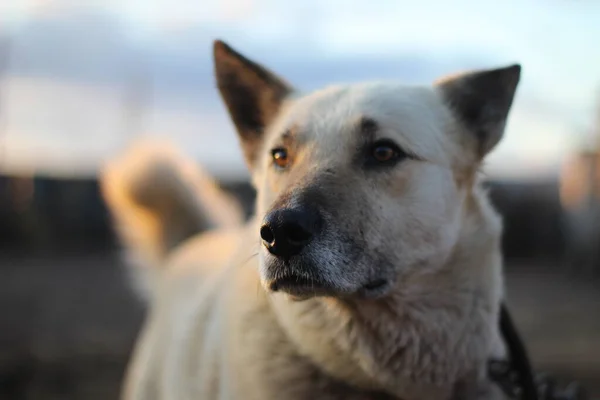 Hundporträtt Vakthund Med Bruna Ögon Svart Näsa Och Vitt Hår — Stockfoto