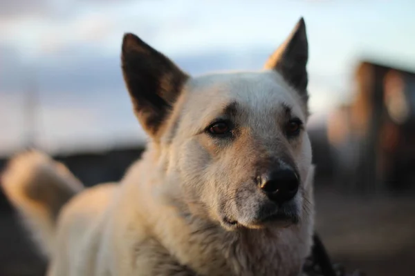 Hondenportret Waakhond Met Bruine Ogen Zwarte Neus Wit Haar — Stockfoto