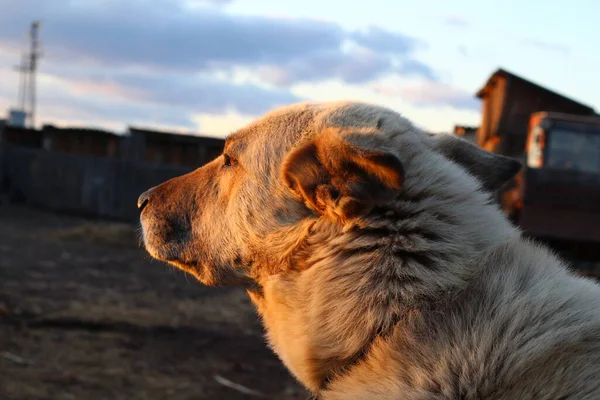 Perro Perro Guardián Con Ojos Marrones Nariz Negra Pelo Blanco —  Fotos de Stock