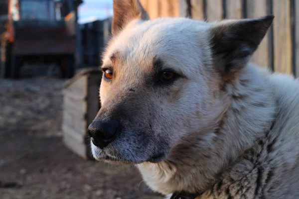 Cão Retrato Cão Guarda Com Olhos Castanhos Nariz Preto Cabelos — Fotografia de Stock