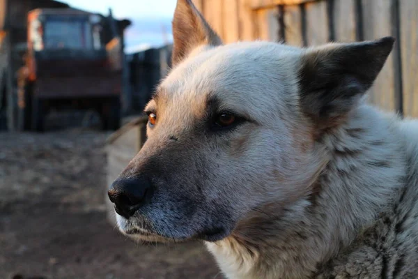 Anjing Penjaga Potret Dengan Mata Coklat Hidung Hitam Dan Rambut — Stok Foto