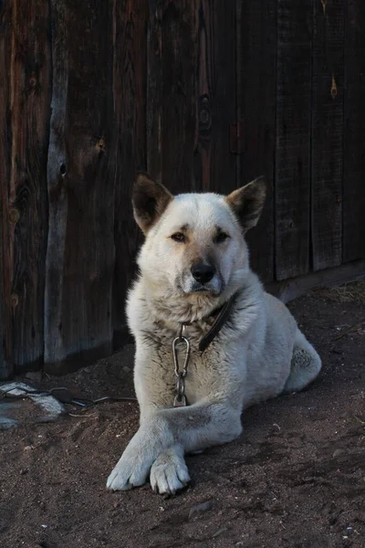 Perro Guardián Blanco Casa Guardia Cadena Correa Acostado Suelo —  Fotos de Stock