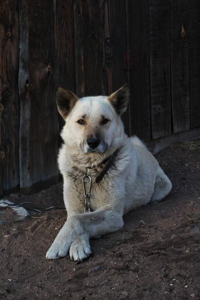 Branco Cão Guarda Cadeia Trela Guarda Casa Deitada Chão — Fotografia de Stock