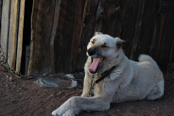 Bílý Hlídací Pes Široce Zívá Vodítku Řetězu Strážní Dům — Stock fotografie