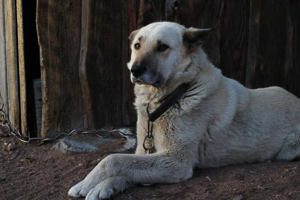 Белый Сторожевой Пёс Поводке — стоковое фото