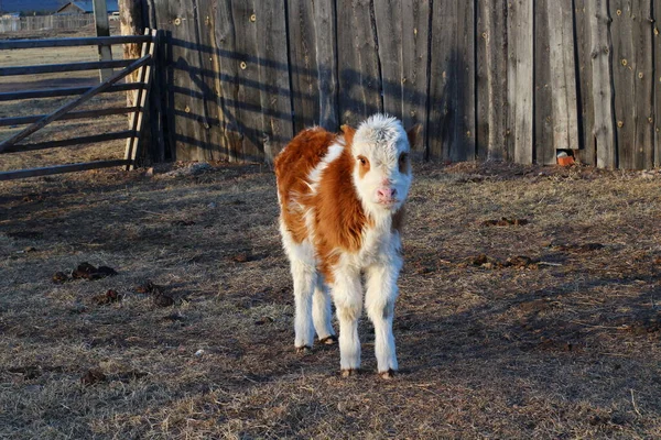 Niedliche Kälber Flauschige Kleine Rinder Auf Ackerland — Stockfoto