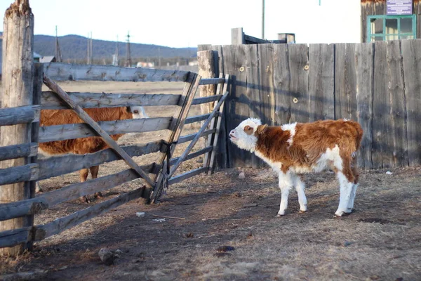 农场里的小牛小牛小牛 — 图库照片