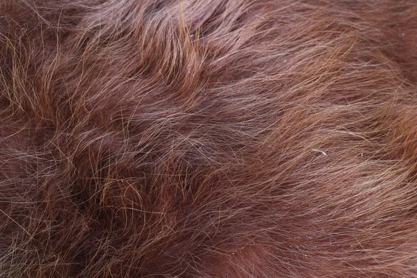 Červený Zázvor Srst Kráva Vlasy Plný Rám — Stock fotografie