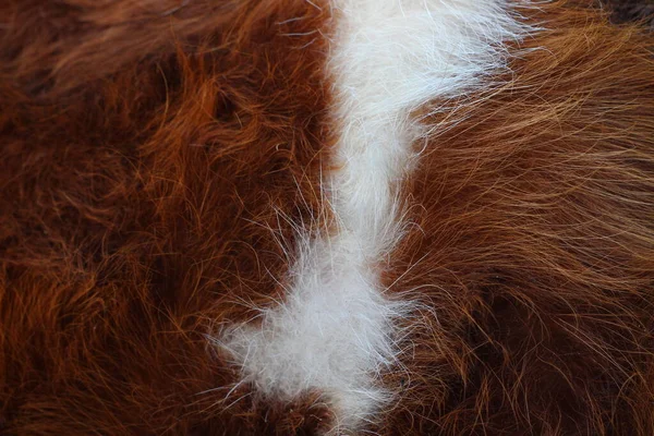 Krowa Imbir Czerwony Biały Futro Zbliżenie Pełna Ramka Tło — Zdjęcie stockowe