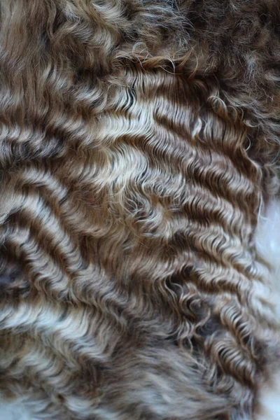 İneklerin tüyleri tamamen kapanır.