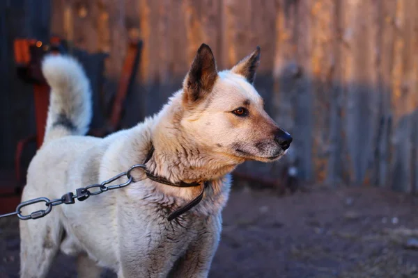 Blanco Perro Guardián Ladrando Casa Guardia Cadena Correa —  Fotos de Stock