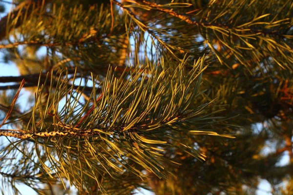 Fenyőágak Tűlevelű Fenyőtűi Közelednek Őszi Napfényben Újraerdősítés Fiatal Örökzöld Fák — Stock Fotó