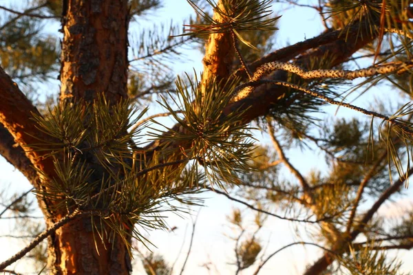 Igły Iglaste Drzewa Sosnowego Zamykają Się Jesiennym Świetle Dnia Ponowne — Zdjęcie stockowe