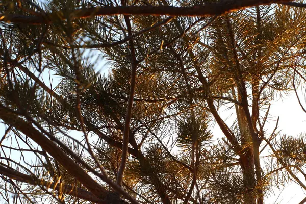 Coniferous Fir Needles Pine Tree Branches Close Autumn Daylight Reforestation — Stock Photo, Image