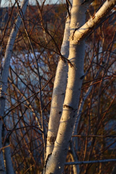 Bare Branches Birch — Stock Photo, Image