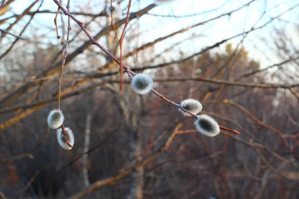 Bare Branches Willow Sallowsandosiers Fluffy Buds — Stock Photo, Image