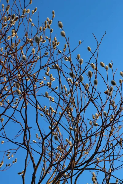 Bare Branches Van Willow Sallowsandosiers Met Pluizige Toppen — Stockfoto