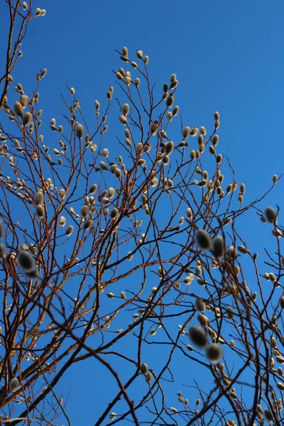 Bare Branches Van Willow Sallowsandosiers Met Pluizige Toppen — Stockfoto