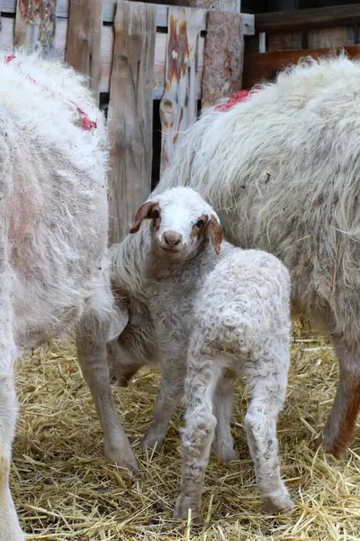 Izolowane Owce Jedzące Siano Gospodarstwie Cute Noworodka Jagnięcina — Zdjęcie stockowe
