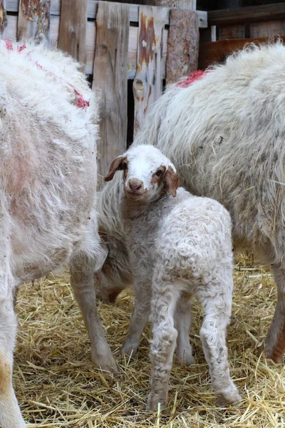 Isolierte Schafe Fressen Heu Auf Bauernhof Niedliches Neugeborenes Lamm — Stockfoto