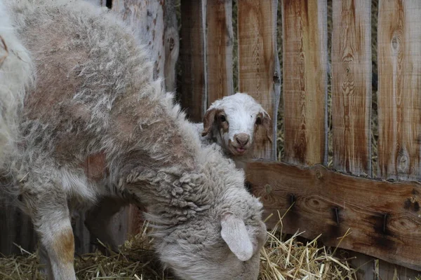 Isolierte Schafe Fressen Heu Auf Bauernhof Niedliches Neugeborenes Lamm — Stockfoto