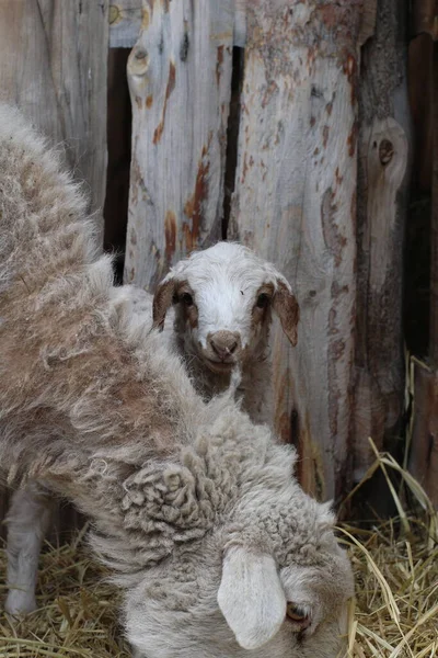 Isolato Pecore Mangiare Fieno Azienda Carino Agnello Neonato — Foto Stock