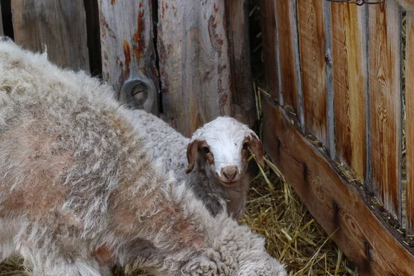 Isolierte Schafe Fressen Heu Auf Bauernhof Niedliches Neugeborenes Lamm — Stockfoto