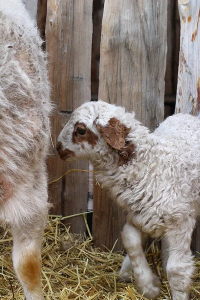 Isolated Sheep Eating Hay Farm Cute Newborn Lamb — Stock Photo, Image