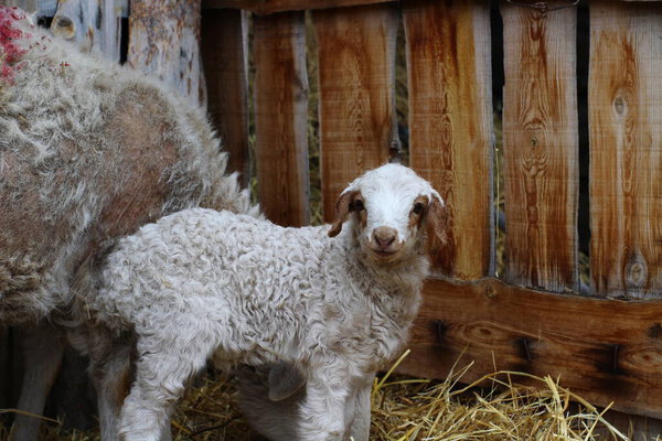 isolated sheep eating hay on farm cute newborn lamb