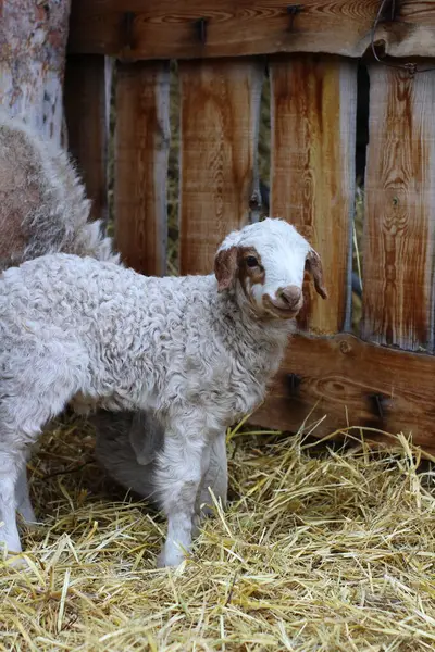 Isolierte Schafe Fressen Heu Auf Bauernhof Niedliches Neugeborenes Lamm — Stockfoto