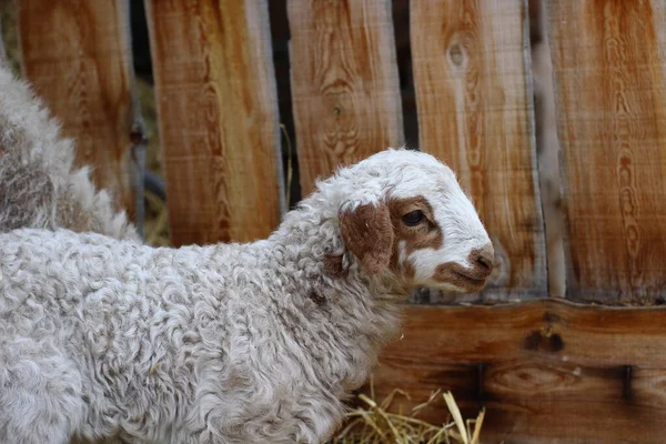 Cute Newborn Sheep Lamb Isolated Farmland Wooden Fence — ストック写真